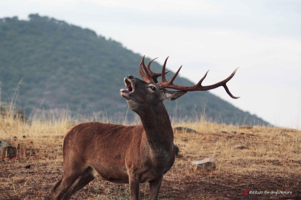 Alojamiento Rural Dehesa La Estancia Andujar Luaran gambar