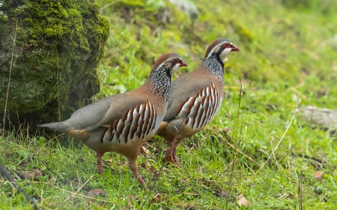 Alojamiento Rural Dehesa La Estancia Andujar Luaran gambar